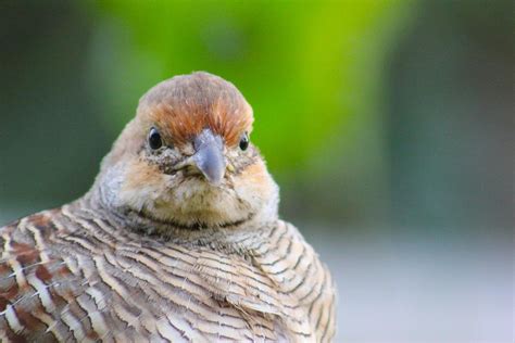 Grey Francolin Photograph by Kimberly Reeves - Pixels