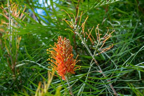 180 Yellow Grevillea In The Australian Bush Stock Photos Pictures