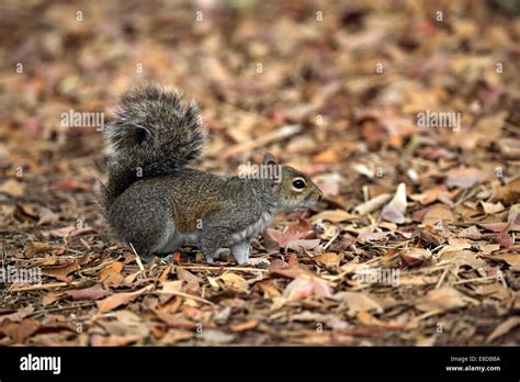 Ardilla Gris Oriental Sciurus Carolinensis Adulto Florida EE UU