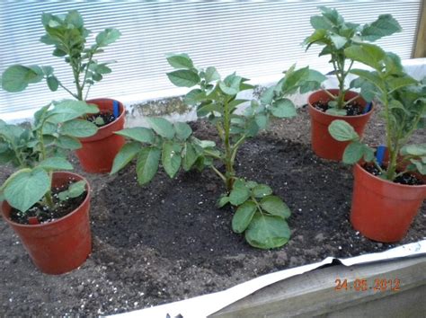 How Did Peter Glazebrook Grow The Worlds Largest Potato