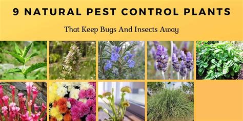 Natural Pest Control Plants That Keep Bugs And Insects Away