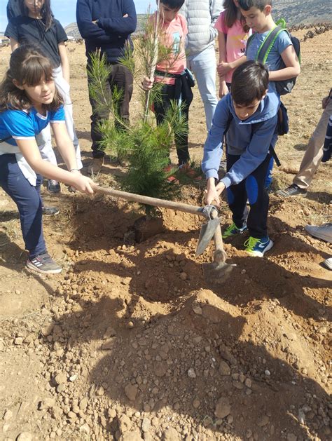 D A Del Rbol Ceip Manuel Clemente Moral De Calatrava Ciudad Real