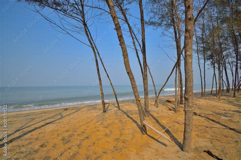 Rows Of Casuarina Trees At Ambedkar Beach In Vypin Island In Kochi