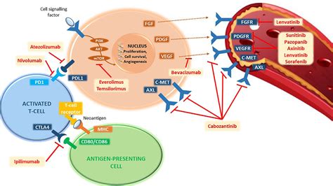 Frontiers Metastatic Renal Cell Carcinoma Management From Molecular