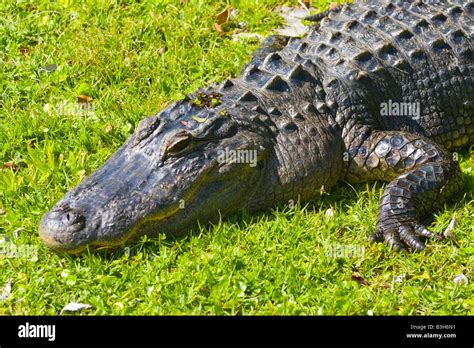 American Alligator, Alligator mississippiensis Stock Photo - Alamy