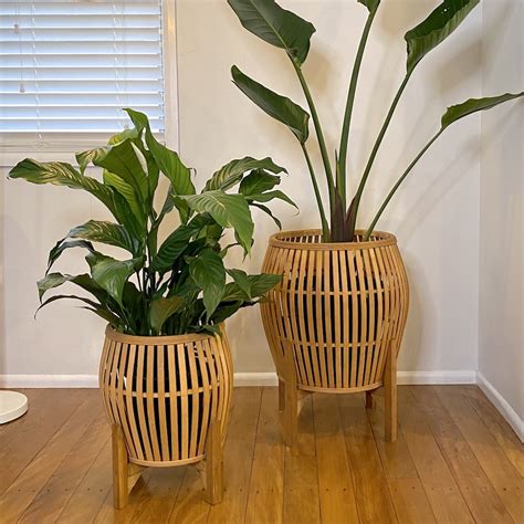 Bamboo Planters Potted Petites Indoor Plants