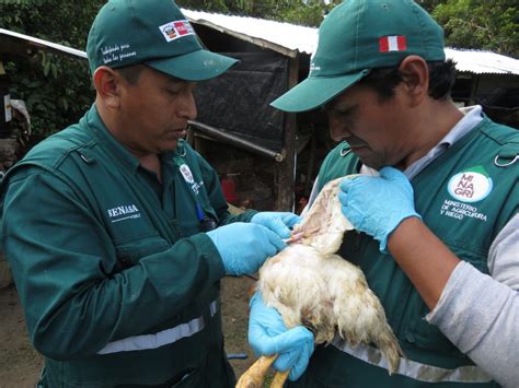 Senasa Ejecuta Muestreo Para Descartar Influenza Aviar En Madre De Dios