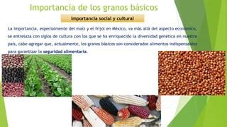 IMPORTANCIA USO FERTILIZANTES GRANOS BASICOS Pptx