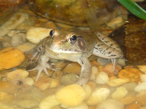 Baby Leopard Frog