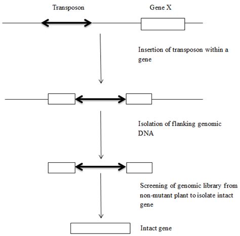 Insertional Mutagenesis Using A Transposon System And Isolation Of