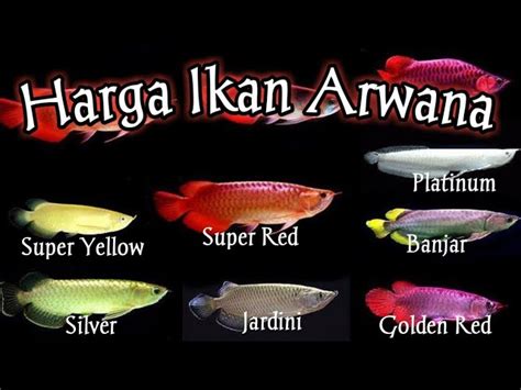 Jenis Jenis Ikan Arwana Dan Harganya