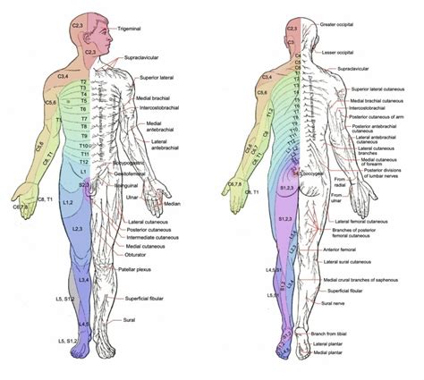 Thoracic Radiculopathy Dermatome Dermatomes Chart And Map