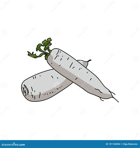 Two Daikon Roots Ingredient For Cooking Vector Hand Draw Illustration