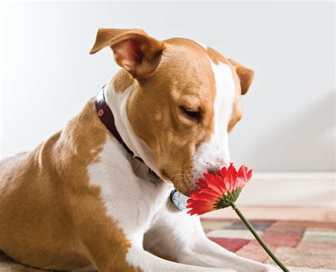 8 Pit Bull Facts Every Dog Lover Should Know | Rover.com