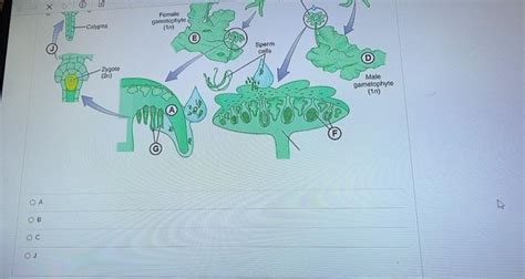 Solved At which point in the Marchantia life cycle below is | Chegg.com