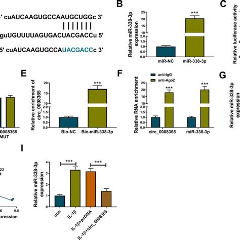 Mir 338 3p Was A Target Of Circ0008365 A The Binding Sequence Between