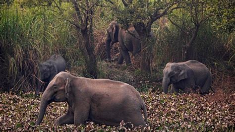 Pregnant Elephant - campestre.al.gov.br