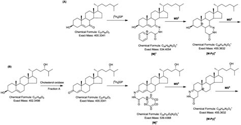 Derivatisation And Fragmentation Of Steroids Sterols And Oxysterols