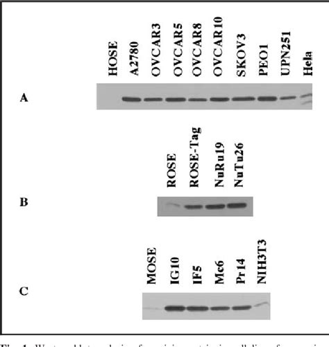 Figure From Activation Of Cancer Specific Gene Expression By The