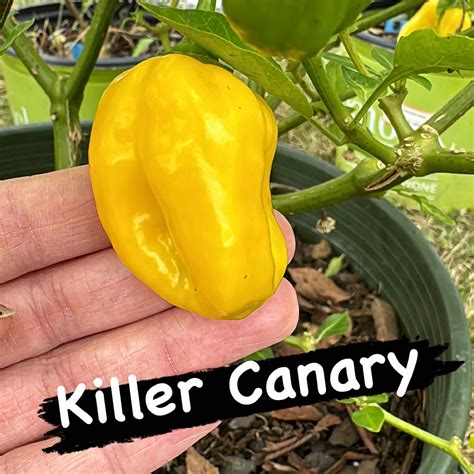 Killer Canary Seeds – Lonestar Mastiffs Farms