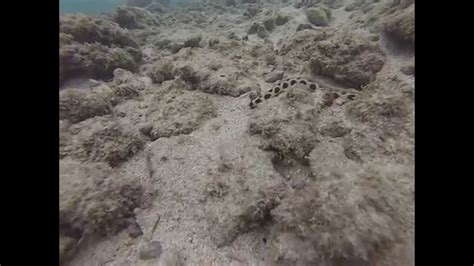 Gopr Spotted Snake Eel Myrichthys Maculosus On The North Shore