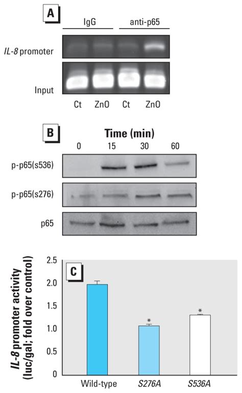 Phosphorylation Of P Nf B Mediates Zno Induced Il Gene