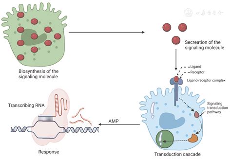 Cell Cell Communication Analysis For Single Cell Rna Sequencing And Its