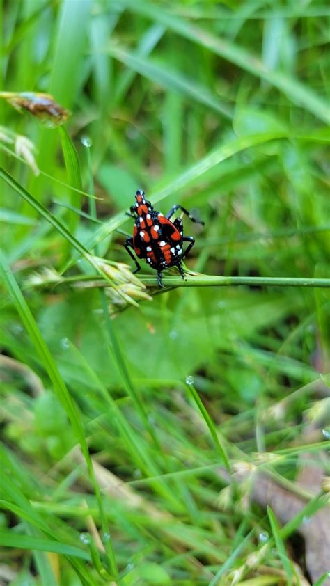 Spotted Lanternfly From Shenandoah VA 22849 USA On July 12 2022 At