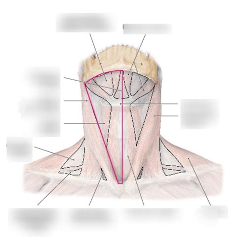 Anterior Cervical Region