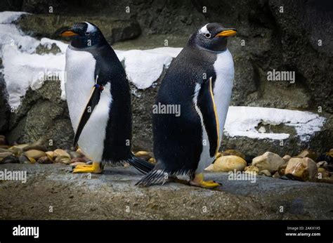 Gentoo Penguin Calgary Zoo Alberta Hi Res Stock Photography And Images