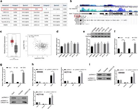 LINC01116 Recruits EZH2 To Suppress TPM1 Gene Transcription The