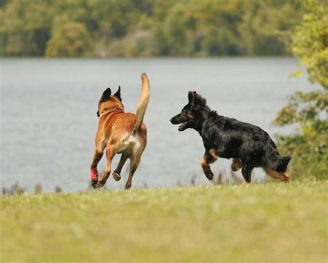 Belgian Malinois vs German Shepherd: Size, Temperament, Intelligence & More