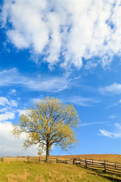 Lonely Autumn Tree On Night Mountain Hill Top Stock Image Image Of