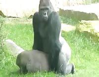 Gorilla Extreme Porn Video LuxureTV