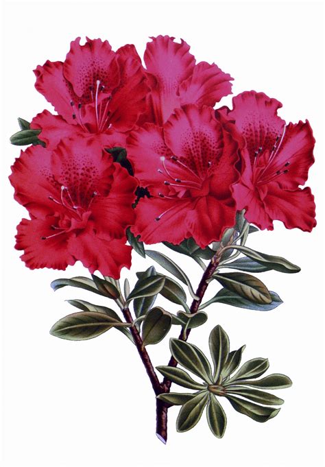 azalea flower vintage drawing  stock photo public domain pictures