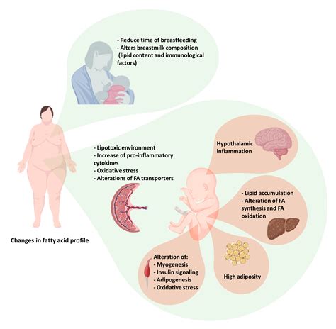 Impact of Maternal Obesity on the Metabolism and Bioavailability of
