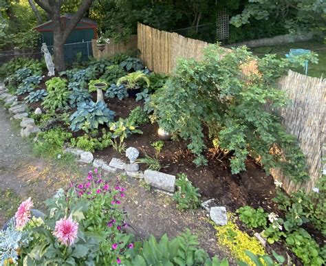 What to Plant in a Shaded Garden - Tree Trust