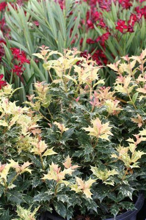 Osmanthus heterophyllus 'Goshiki' - Devil Mountain Wholesale Nursery