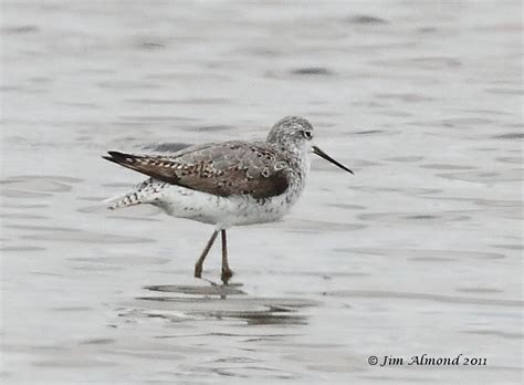 Species Gallery - Marsh Sandpiper