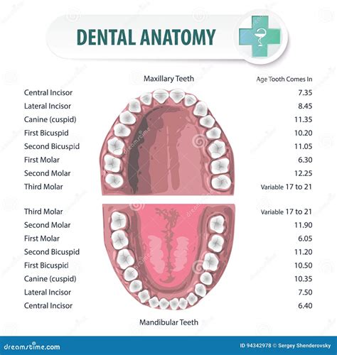 Tand Anatomi 2 Vektor Illustrationer Illustration Av Bild 94342978