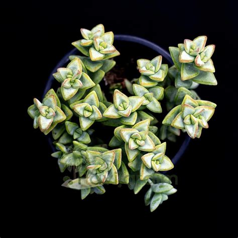 Crassula Multicava Variegata Pavijardim