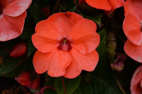 SunPatiens Compact Hot Coral New Guinea Impatiens Impatiens SakimP026 In Wilmette Chicago