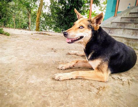 Indian Street Dog with a Gentle Smile. Stock Photo - Image of street ...