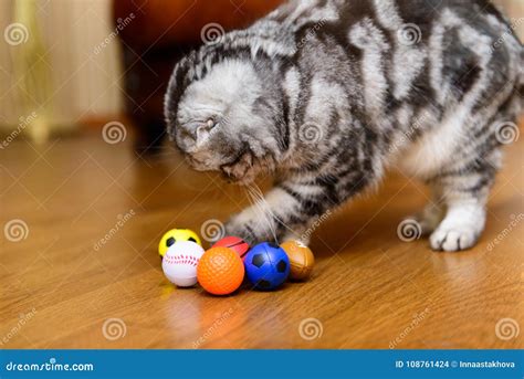 Gray Cat Playing with Cat Toys Stock Photo - Image of feline, active ...