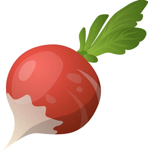 Radish Vector