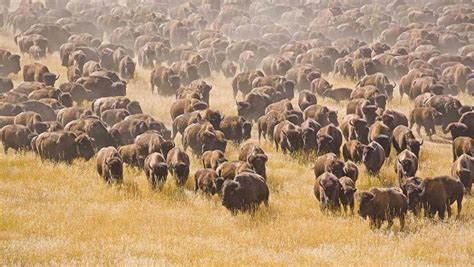 cilat kafshe paralajmerojne fatkeqesite natyrore gazeta express