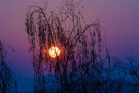 Tree Silhouette during Sunset Stock Image - Image of scenic, nature ...