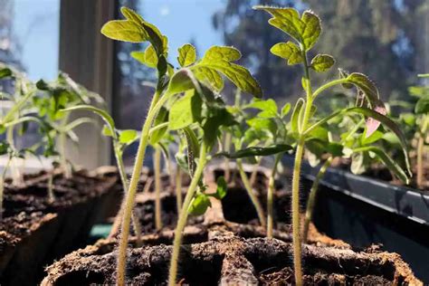 Mastering The Art Of Growing Tomatoes Essential Tips For A Bountiful