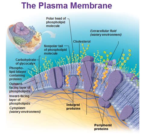 Cell Membrane Structure And Function