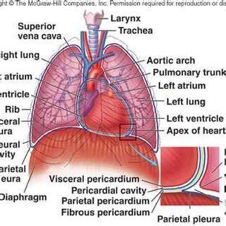 Thoracic Cavity Organs Diagram